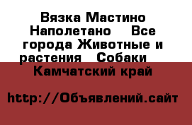 Вязка Мастино Наполетано  - Все города Животные и растения » Собаки   . Камчатский край